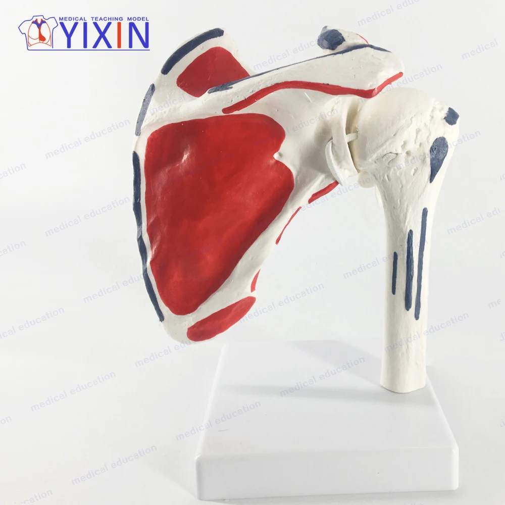 
New Style Human Shoulder Blade Skeleton Model with Area Painted for Medical Teaching 