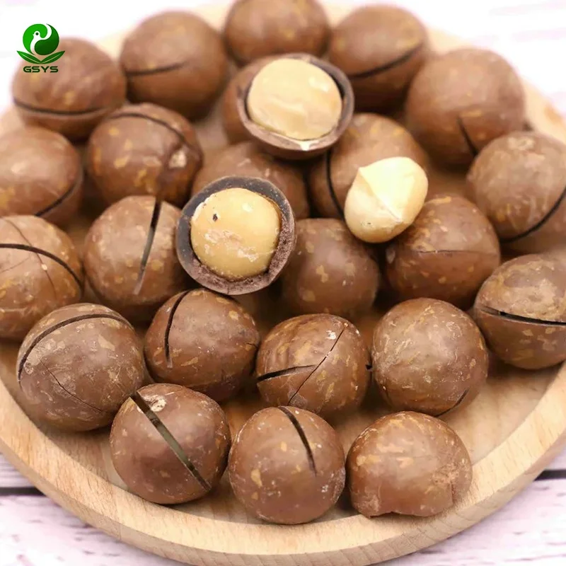 Заводская цена необработанные орехи макадамии с скорлупой