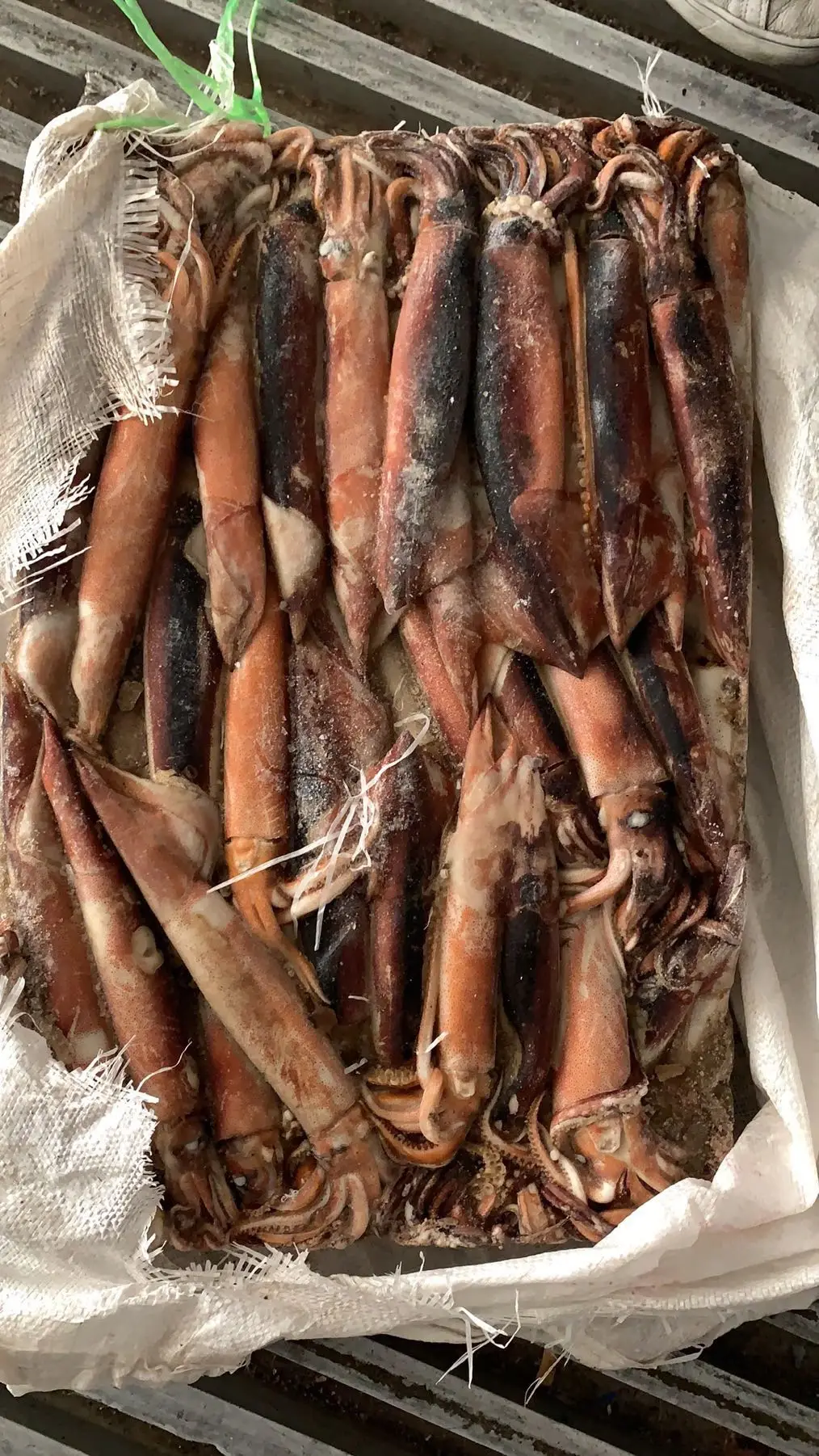 
cheap frozen black squid WR peru squid giant size price frozen for canning/market 