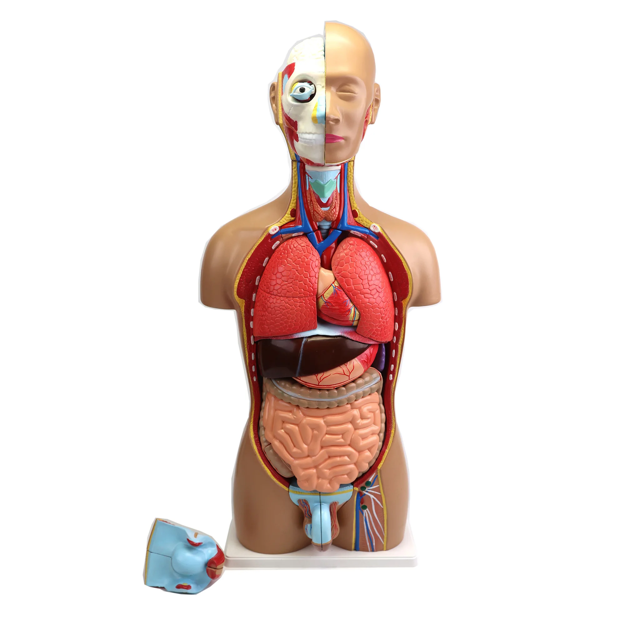 Gelsonlab HSBM-001 Dual Sex Human Torso model Human Body Anatomical Model 85CM(34parts)