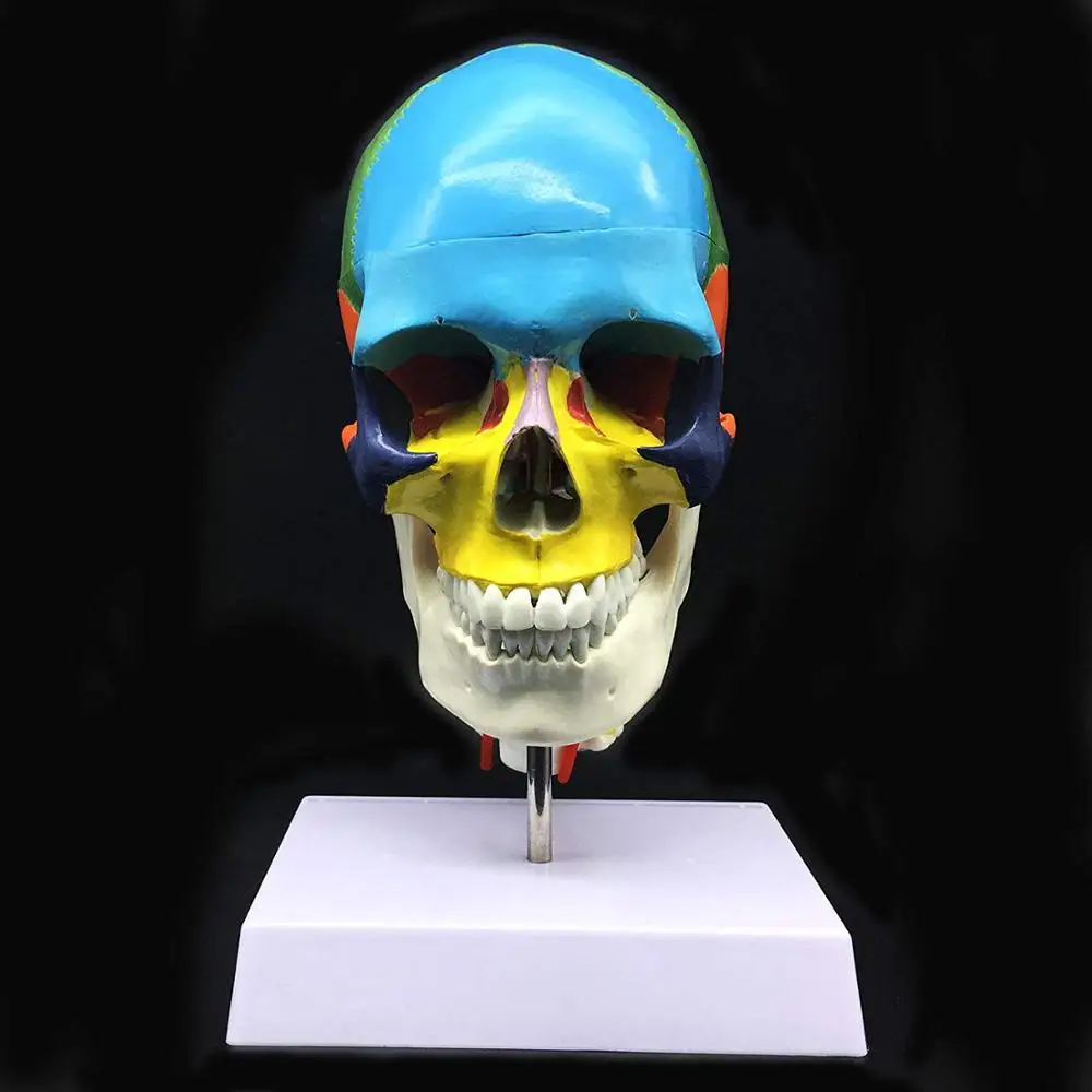 Life-Size 3-Part Human Skull with Cervical Vertebra PVC Anatomical Model for Science Classroom & Medical Teaching