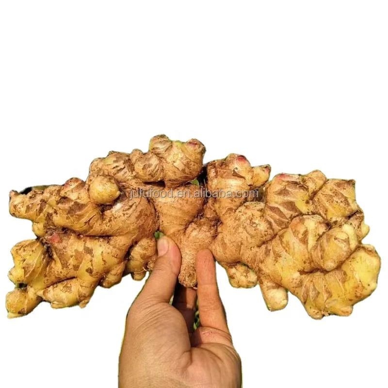 Fresh Dry  Buy Dried Ginger Buyers For Wholesale China Ginger For Sale Cheap Price