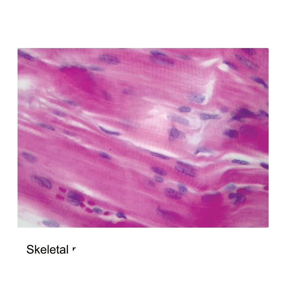 Skeletal muscle L.S prepare microscope prepared slide