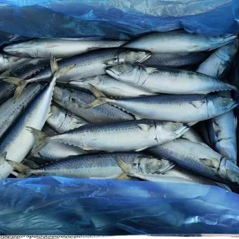 Sea And Landfrozen Pacific Mackerel Pacifated Mackerel Fish Frozen Mackerel Fish Prices