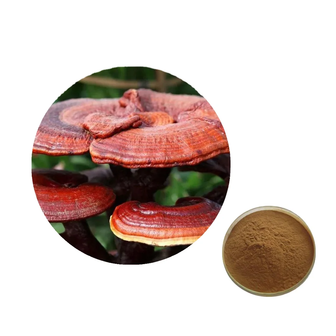Manufacturer Supply Best Price Ganoderma Lucidum Extract Powder Spore Reishi powder