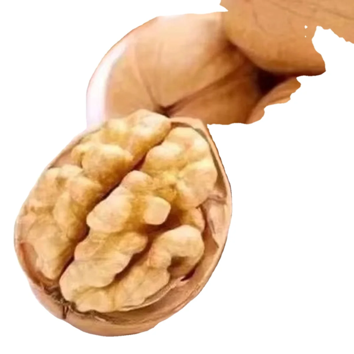 Wholesale High Quality Dried Raw Walnut 33x185 Big Bulk Paper Shell Walnuts Wallnut Style at Competitive Prices