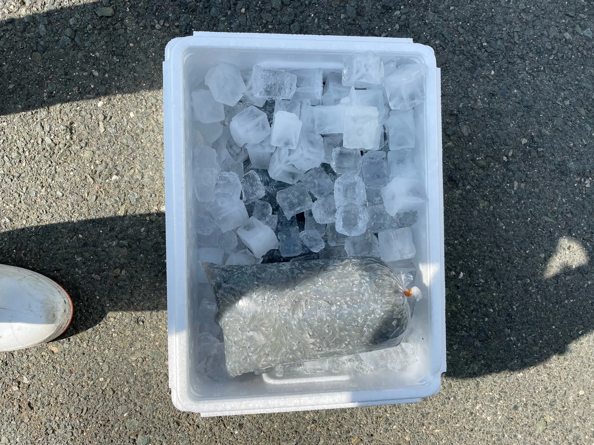 Japanese health manufacturers food import aquatic sushi products