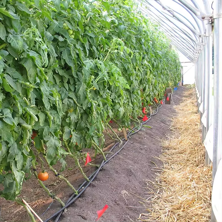 Industrial Complete Hydroponics System Soilless NFT hydroponic system Tunnel Agricultural greenhouses Kit for Blueberry Tomato