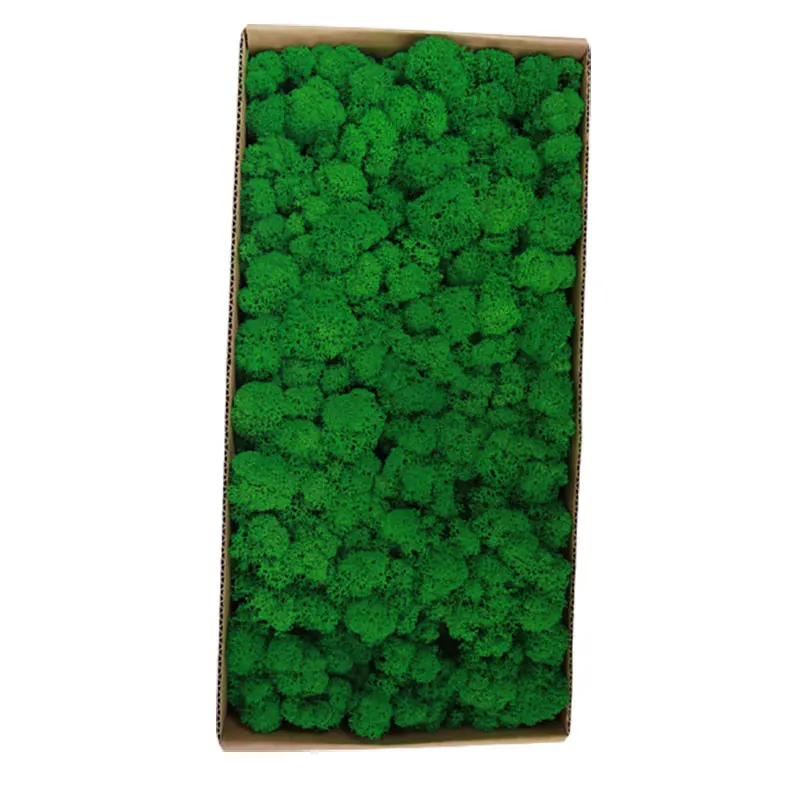HQSLP wholesale high quality home office decoration natural reindeer pole moss leucobryum glaucum preserved moss