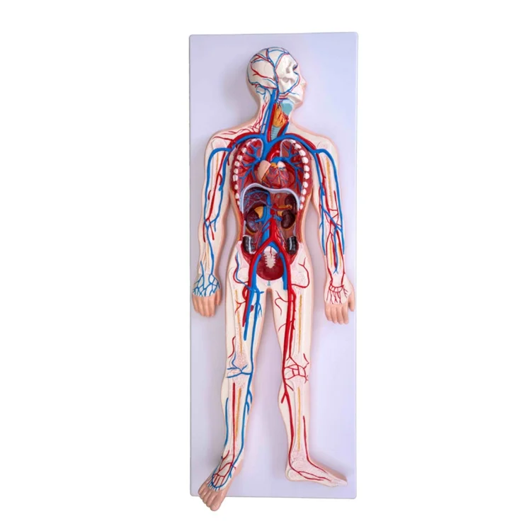 Медицинская наука передовая ПВХ система кровообращения человека анатомическая модель