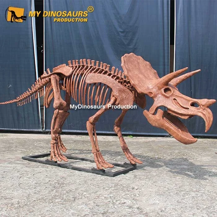 MyDino DS2801 Triceratops Skeleton Dinosaur Fossil