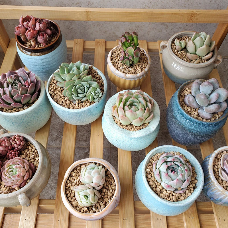 Golden Maifan Stone for horticultural succulents planting with Golden Maifan Stone