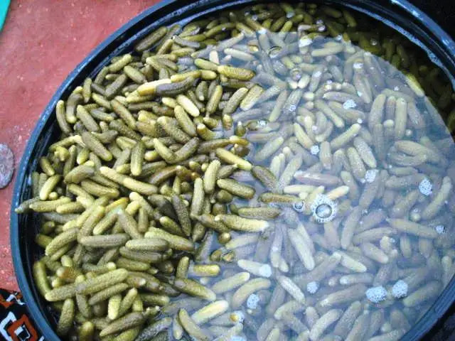 
Gherkins Exporters in Salt Fermented 