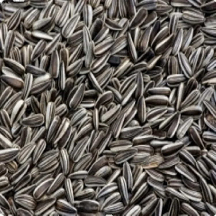 Семена подсолнечника 2022 новый продукт