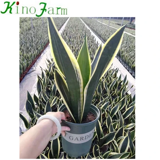 Wholesale Different Types Of Sansevieria