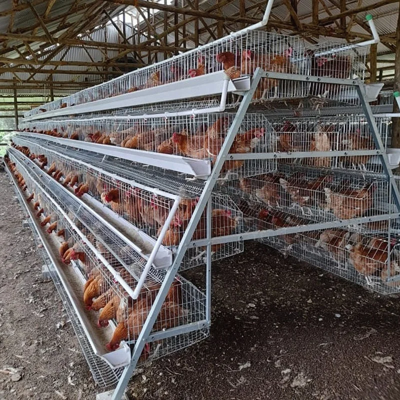 A Type H Type Layer Chicken Hens Cage Poultry Farm Feeder Chicks Broiler Automatic Equipment Chicken Coop Design