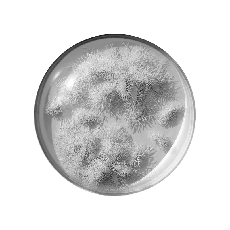 
Sterile Petri Dish Huaxin LAB 90mm Plastic Disposable Sterile Tissue Culture with Lid Laboratory Accessories 