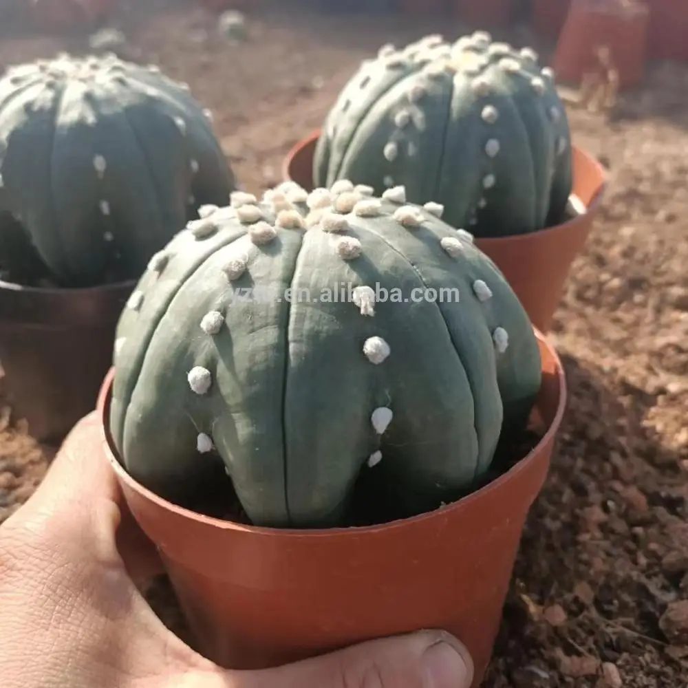Woody plants Star shape astrophytum Live cactus and succulents plants natural cactus perennial plants live succulent cactus