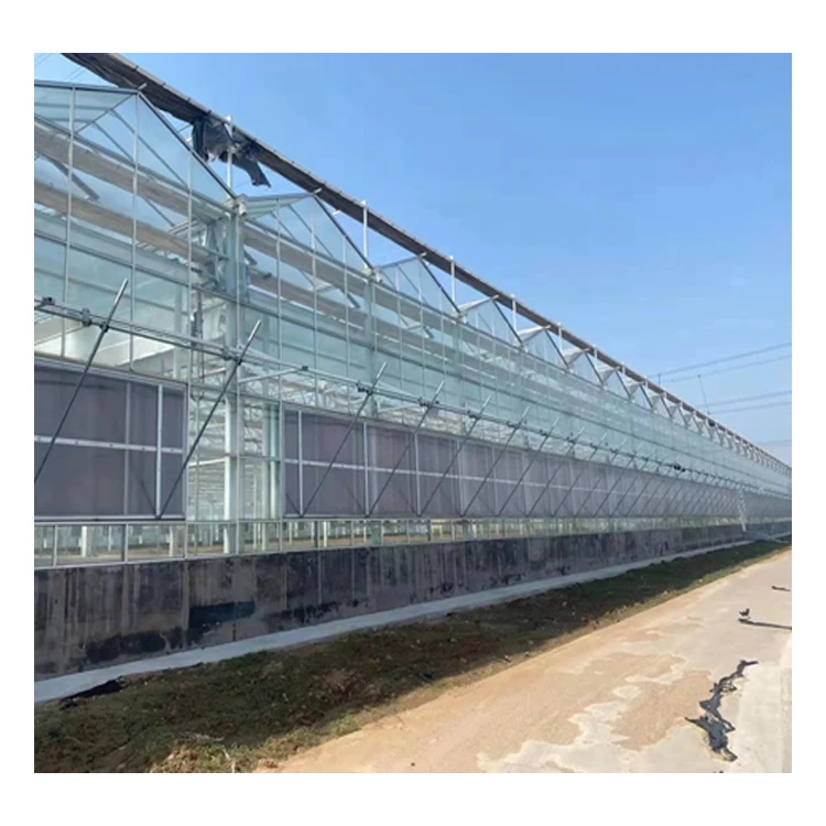 Customized large galvanized steel frame glass green house for tomato growing