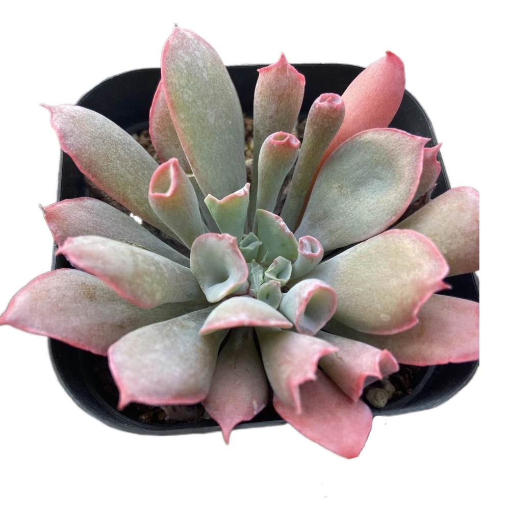 
Sell office potted live succulents magic flute succulent plant 
