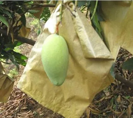 waterproof fruit cover bag mango growing paper bag