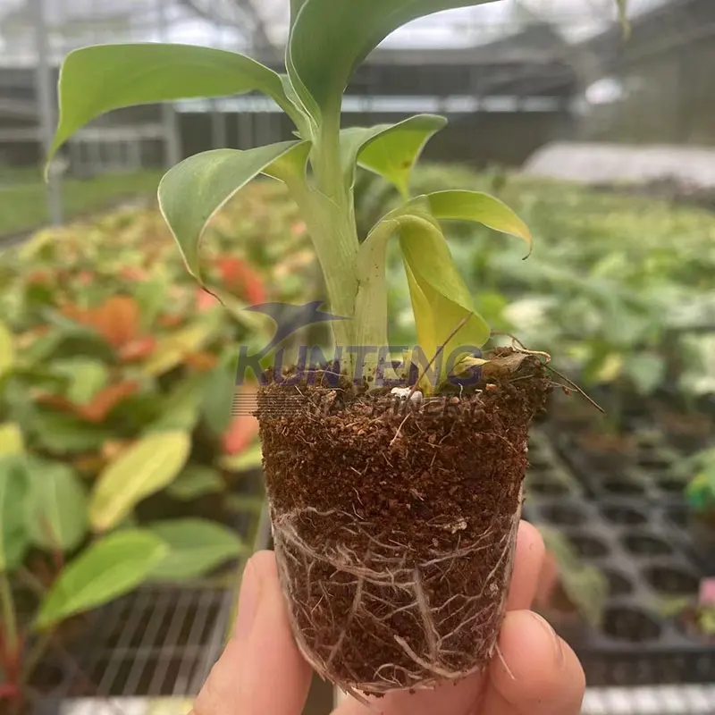 5kg coco peat chips block coconut peat making machine 5 kg coco peat blocks manufacturers suppliers