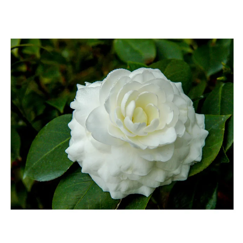 
camellia japonica / camellia flower bulbs seeds 