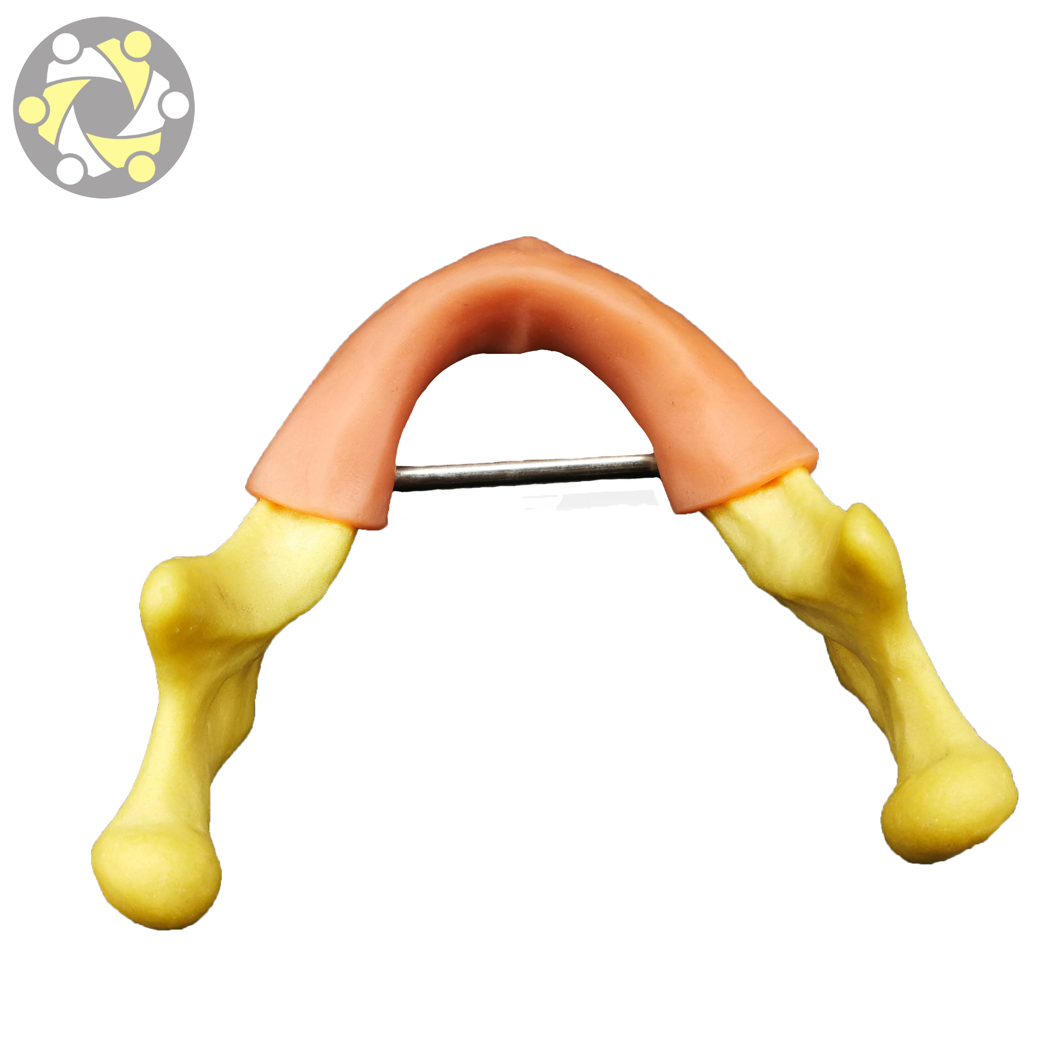 lower jaw Dental Model Implant Practice Model with Silicone gingiva for Student Practice Artificial bone