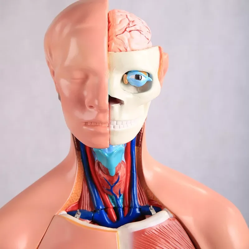 Реалистичная медицинская научная модель для ухода за телом 42 см, Анатомия человека, интубация дыхательных путей, тренировочная модель, биология, пластиковая кукла-Торс для обучения