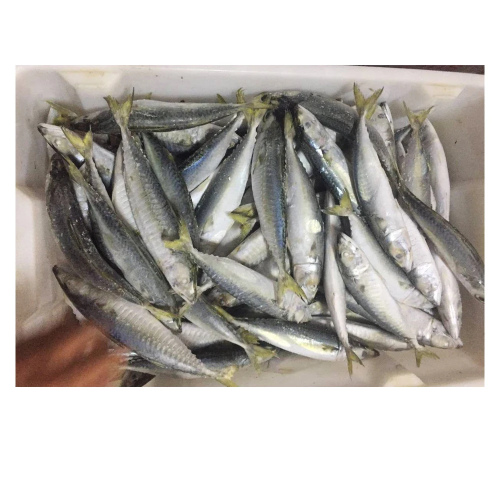 Frozen Pacific Mackerel Seafood 100150g Saba  Frozen Mackerel Fish for Sale in Bulk  Frozen Jack Mackerel Whole Round