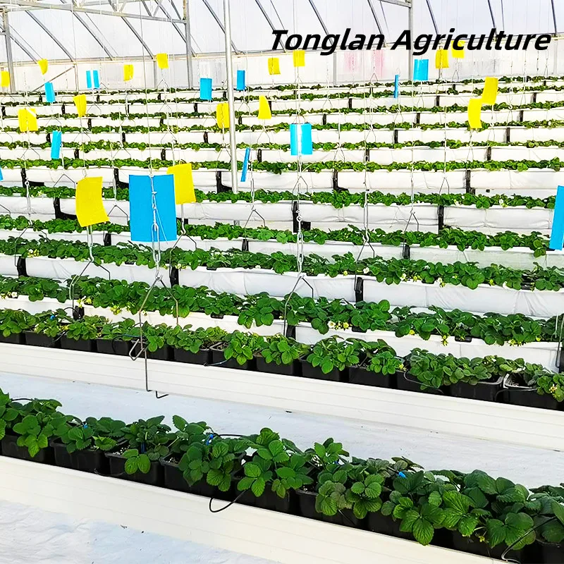 Chinese Best-selling Vertical Farming Equipment Elevated Strawberry for Hydroponic