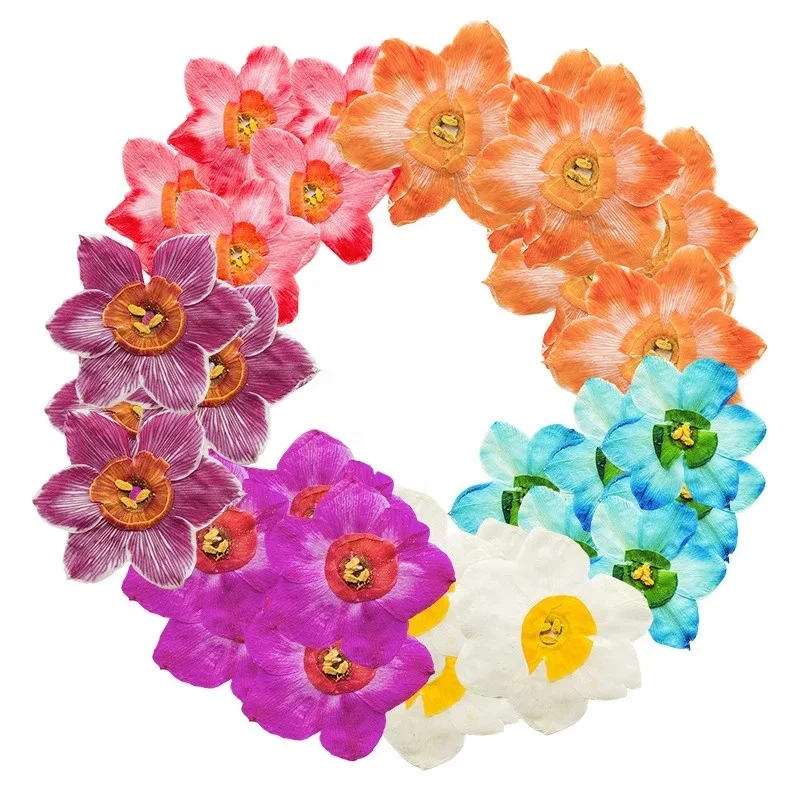 12pcs/bag Chinese Sacred Lily/Bunch-flowered Narcissus/Joss Flower Pressed Flowers