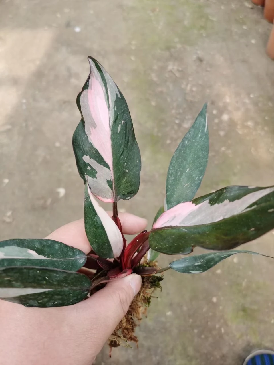  Розовая Принцесса Philodendron в
