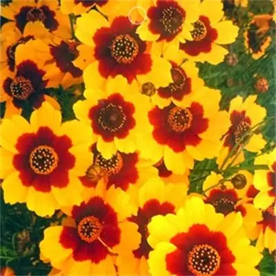 Многолетний красивый сад, 2 цвета, семена кореопсиса tinctoria для посева