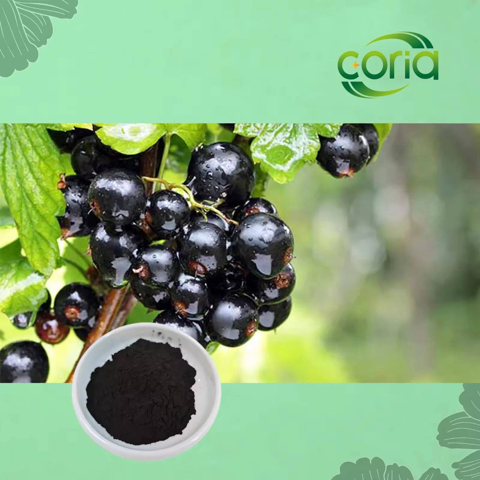 Competitive Price Natural Black Currant Extract Black Currant Powder