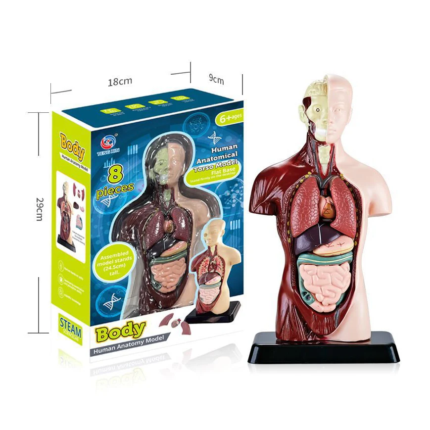 kids Educational Toy Human Body half Model Anatomical Model Human Body Organ Model