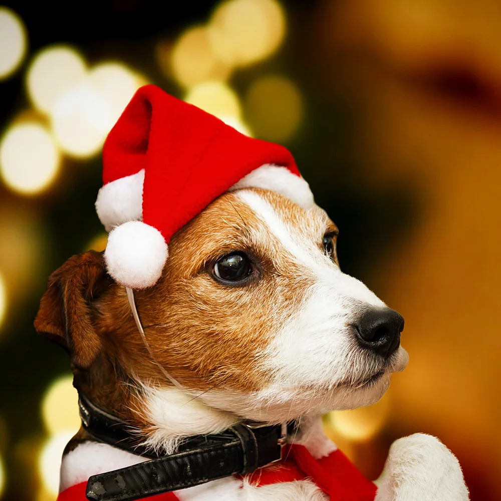 Рождественская шапка для домашних питомцев С Санта Клаусом, маленькие щенки, кошки, собаки, Рождество, праздник, новый год, милые Креативные шляпы, украшения для платья (1600325185771)