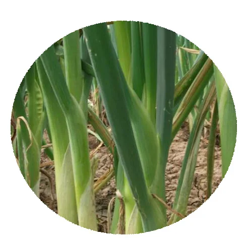 Высокопроизводительные гибридные F1 семена лука/зеленые семена овощей для посадки