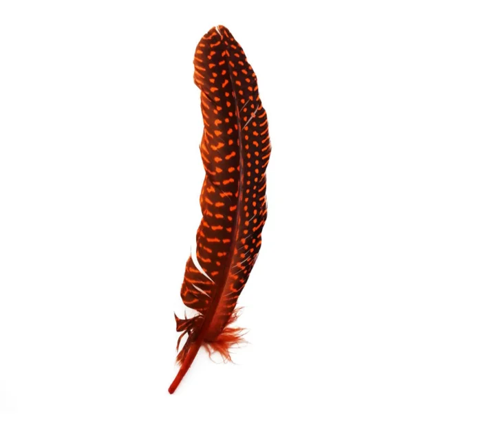 Cheap Dyed Guinea Fowl Feather Bird Feather for Decoration