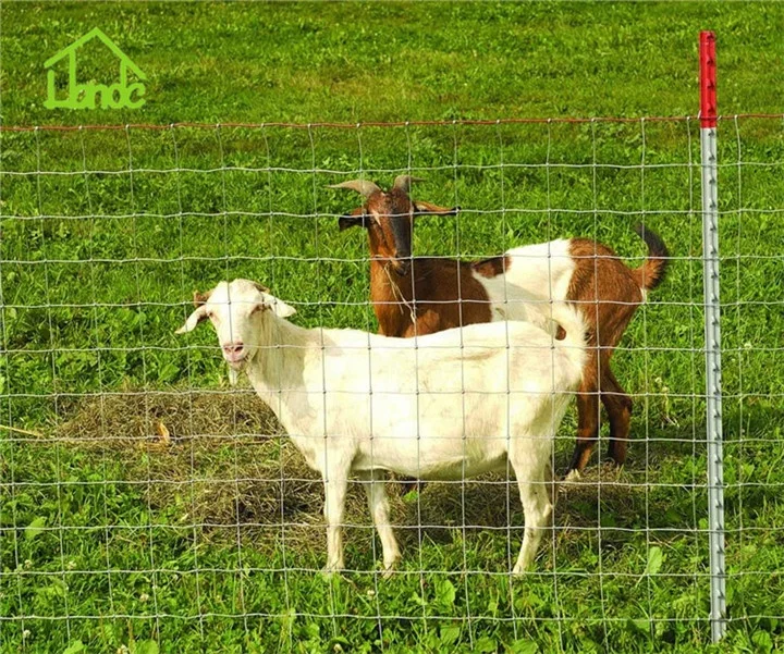 Supply1.5m*50m Farming Field Fence Farm Wire Fence Hot Sell in America/Europe