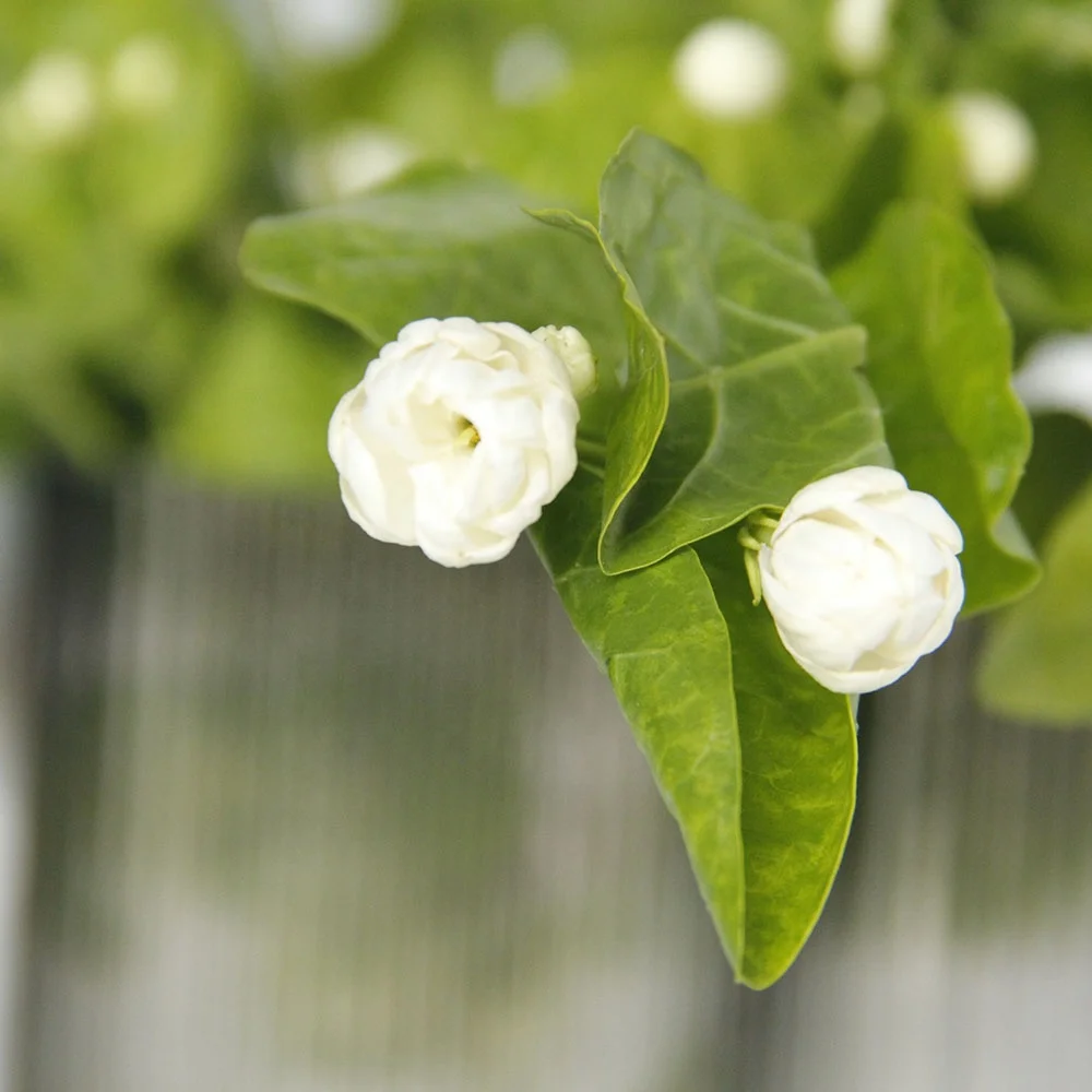Competitive Price High Quality Jasmine Fresh Cut Flower For Home Wedding Decoration From China