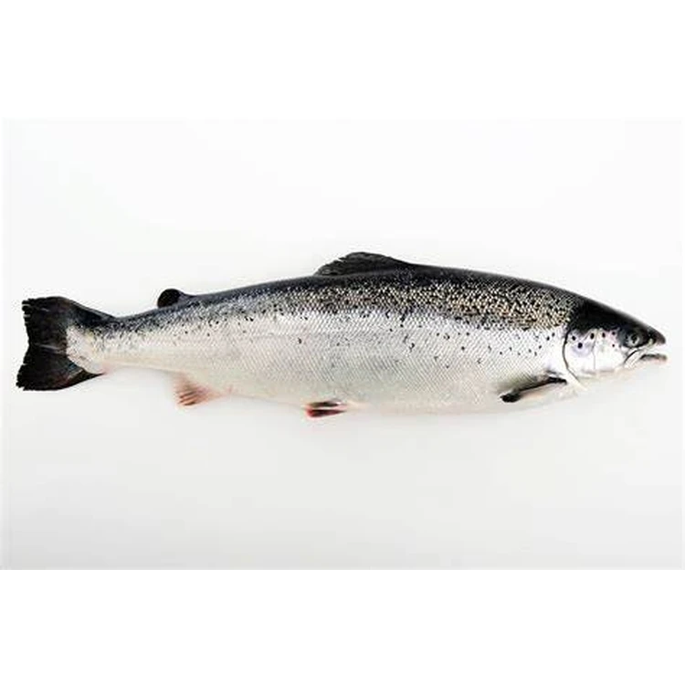 Farmed Atlantic Salmon