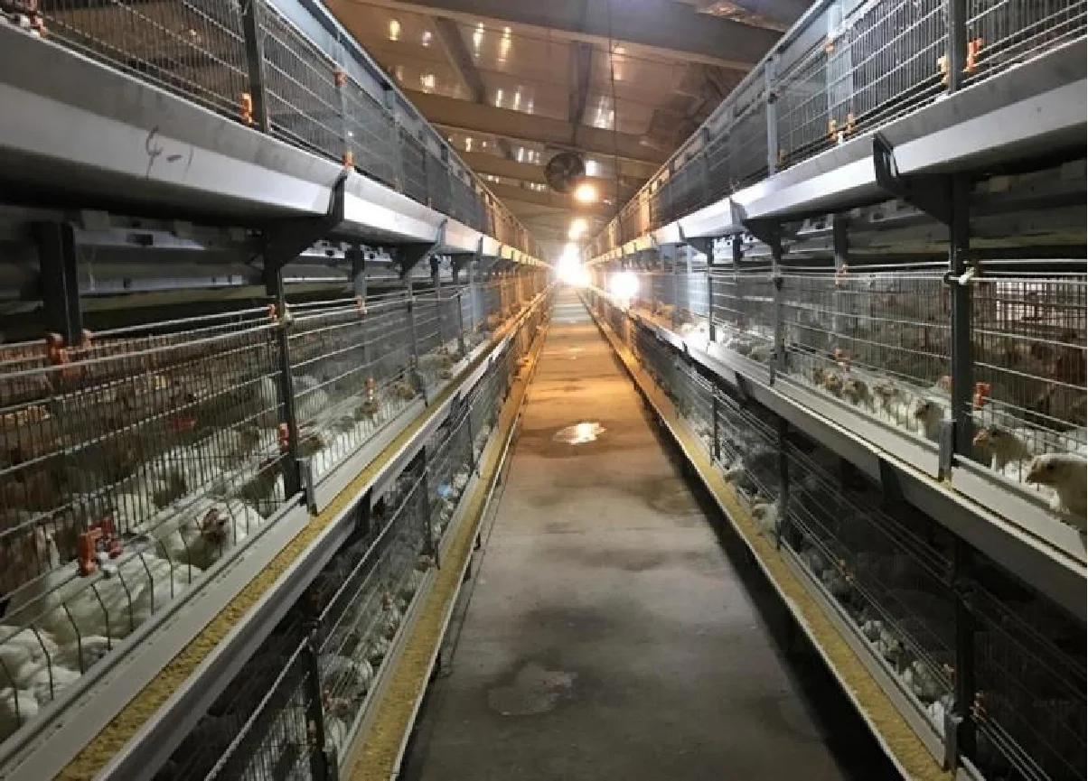 High Quality Automatic Chicken Cage System Laying Hen Broiler Chicken Cage For Chook House