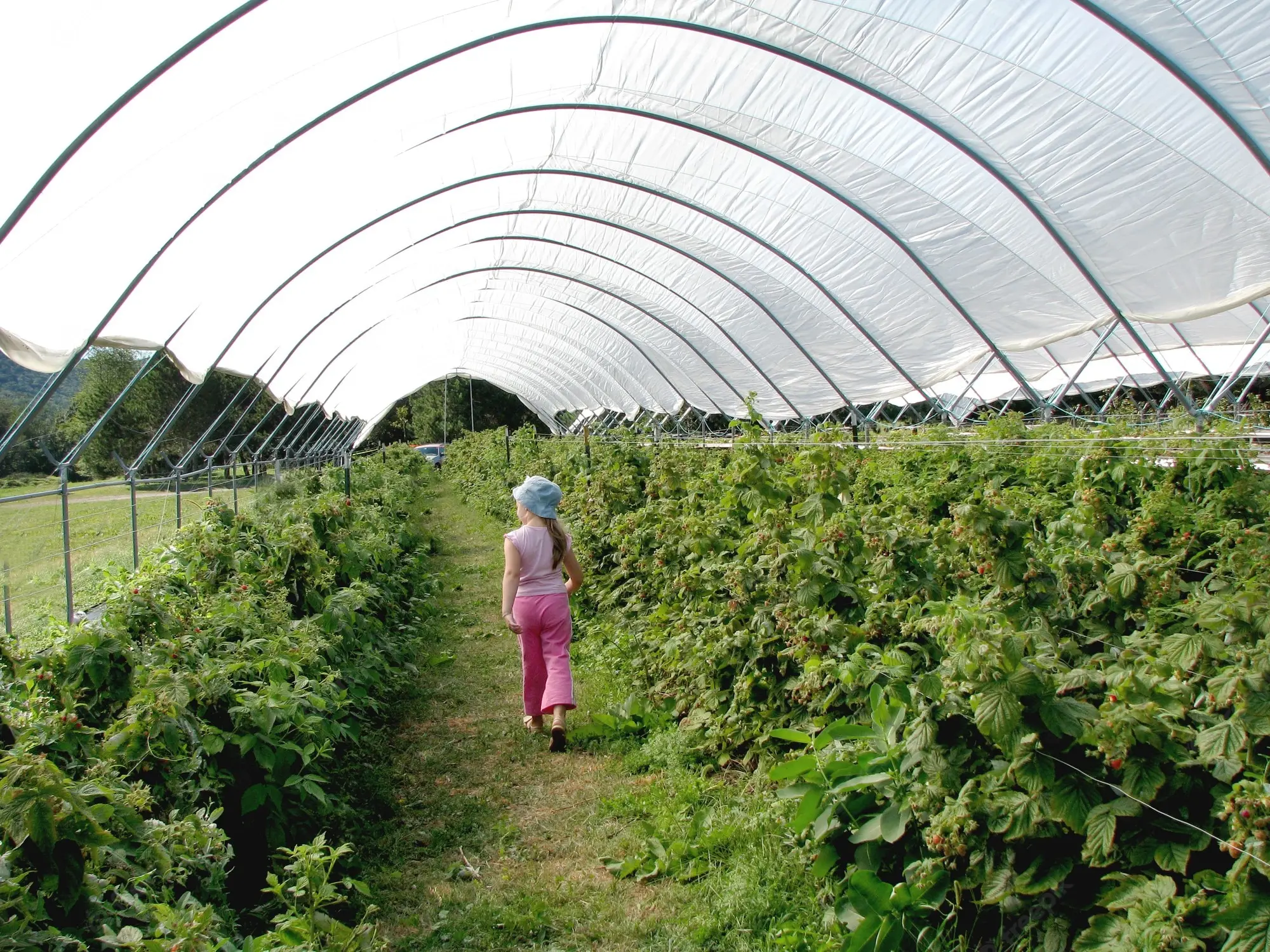 Plastic Cover Tunnel Film Green House for Outdoor Planting Grow Tent with Hydroponics System Rain Shelter Greenhouse