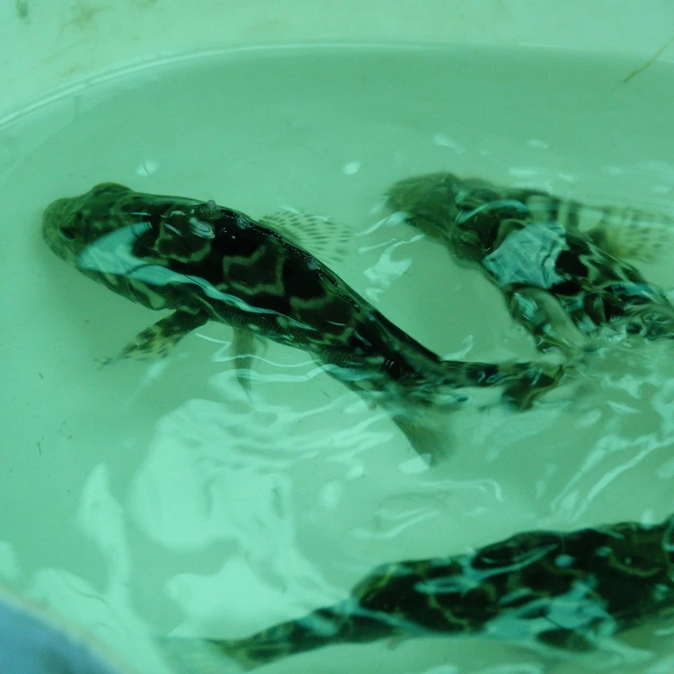 
Hot sale & high quality frozen grouper fish head fried with wine, sesame oil and soy sauce (cooked) 