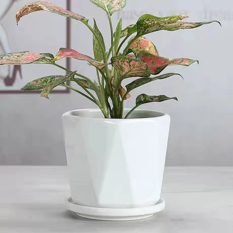 
Ceramic flowerpot Nordic simple style extra-large white tray custom Chinese manufacturers 