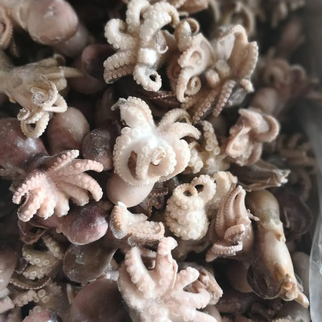 
Baby Octopus (Octopus Vulgaris) Frozen Baby Live Octopus 