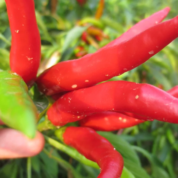 HACCP HALAL certificate shredded red pepper chili thread