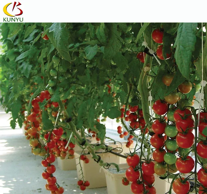 Commercial complete  dutch bucket irrigation system for greenhouse hydroponic growing tomato/cucumber/pepper