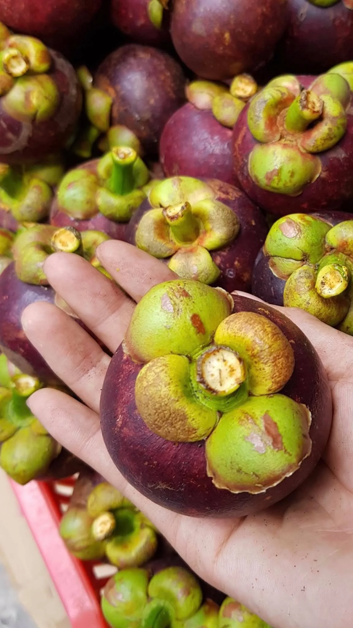 HIGH QUALITY 100% FRESH TASTY MANGOSTEEN FRUIT SPECIAL FROM VIETNAM WITH COMPETITIVE PRICE